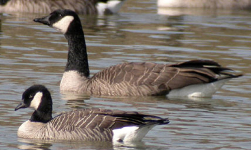 hudsons bay canada goose