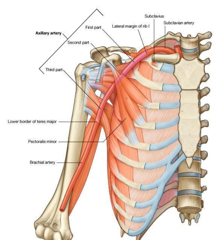 Anterior Axillary Fold