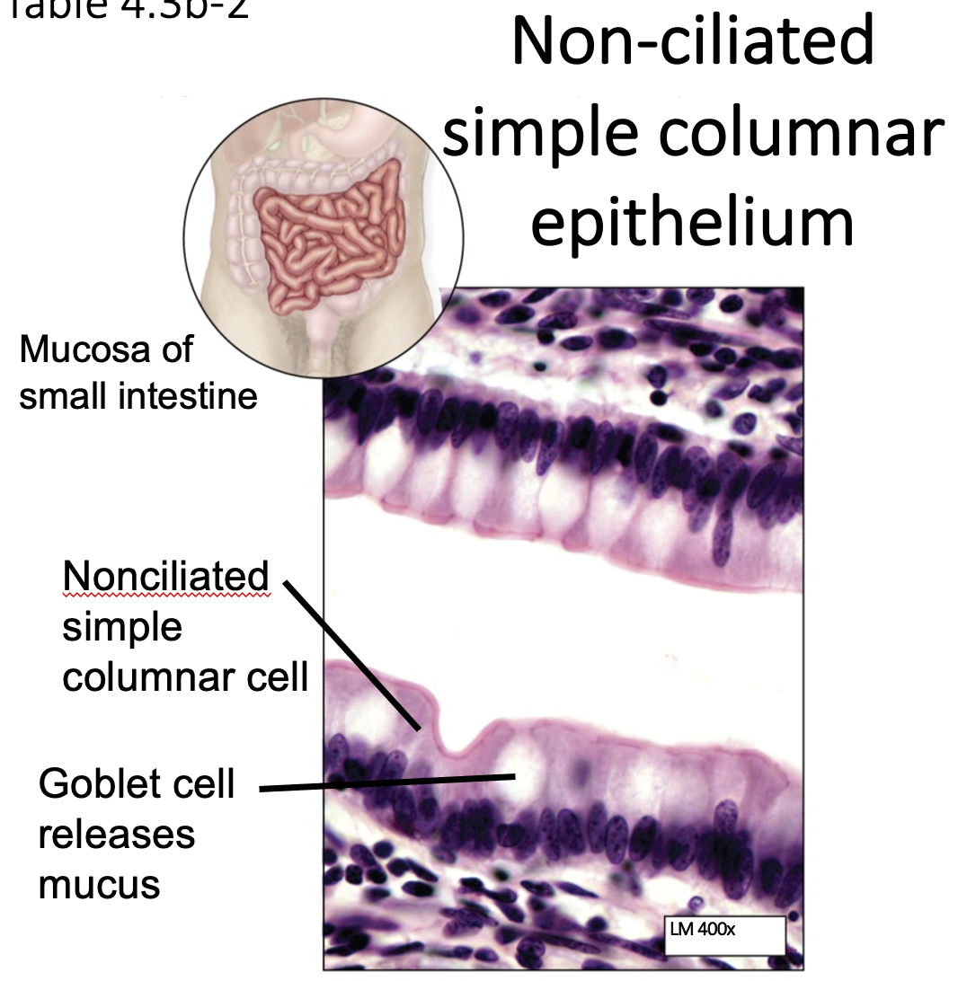 nonciliated pseudostratified columnar epithelium