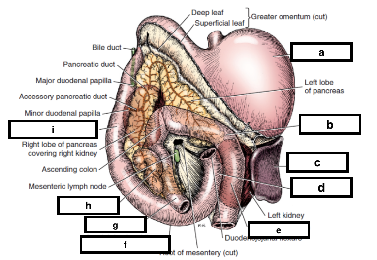 Anatomy Week 11 Material Block Week 12 Flashcards Chegg Com