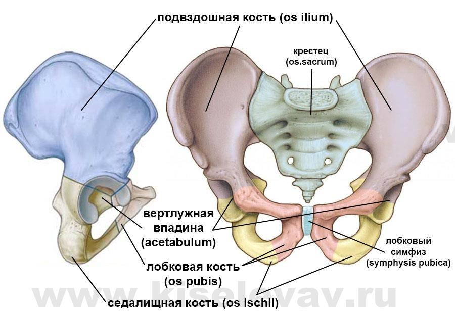 Кости таза рисунок с подписями