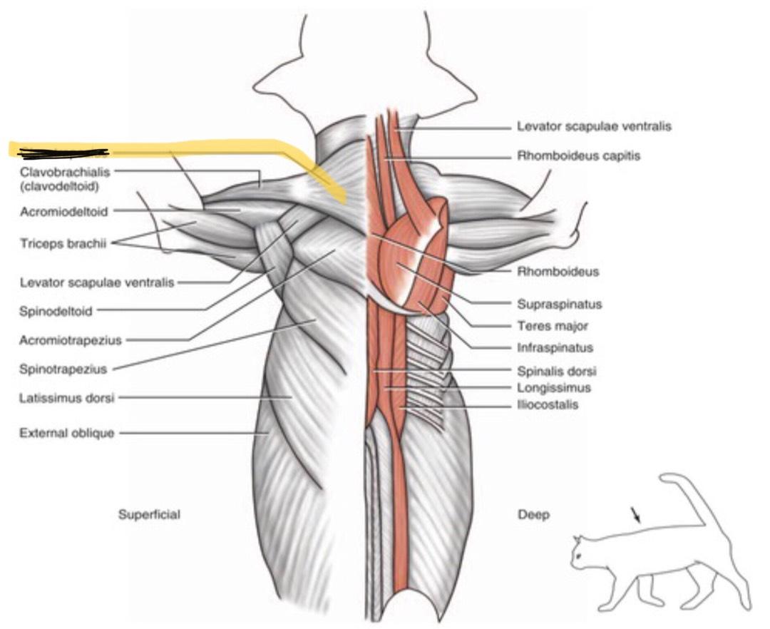external intercostal muscles cat