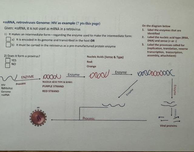 Solved +ssRNA, retroviruses Genome: HIV as example (7 ﻿pts | Chegg.com