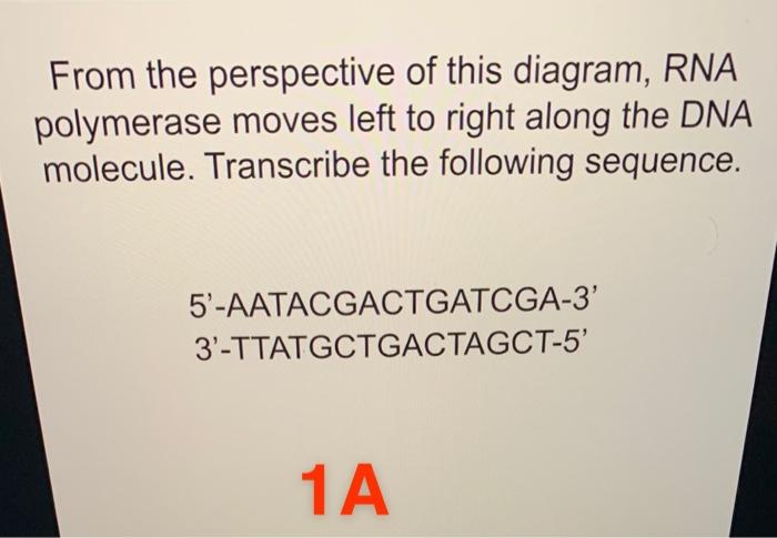 Solved From the perspective of this diagram, RNA polymerase | Chegg.com