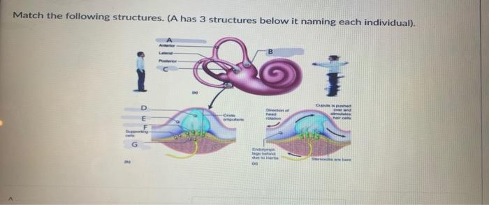 Solved Semicircular Canals Endolymph Sensory Nerve Fiber Chegg Com