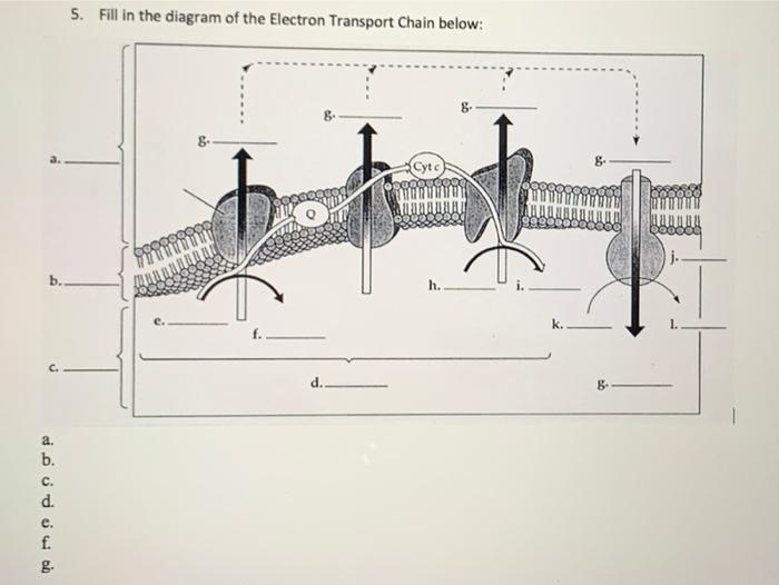 Solved 5. Fill in the diagram of the Electron Transport | Chegg.com