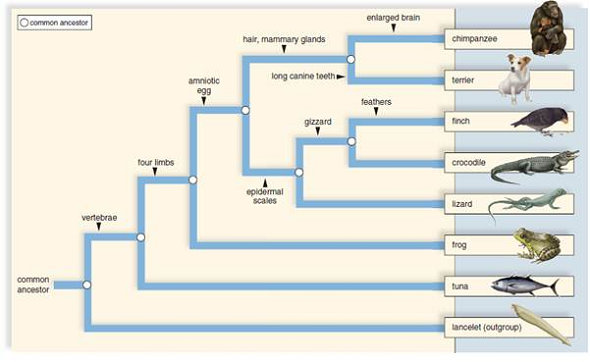 Solved: With reference to the phylogenetic tree shown in Figure ...