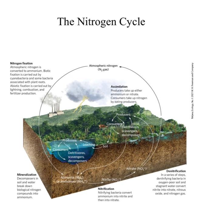 Solved The Nitrogen Cycle Atmospheric nitrogen (N2 gas) | Chegg.com