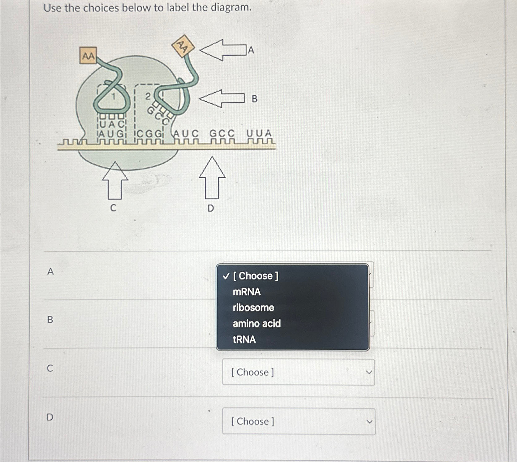 Use the choices below to label the diagram. [ | Chegg.com