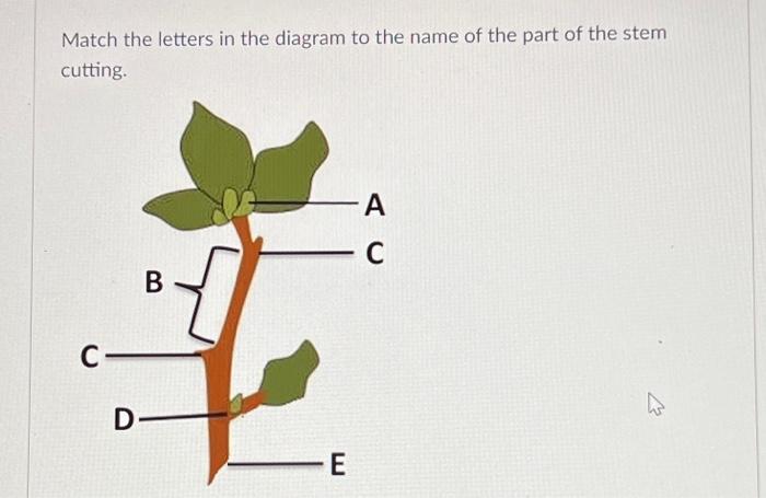 Solved Match the letters in the diagram to the name of the | Chegg.com