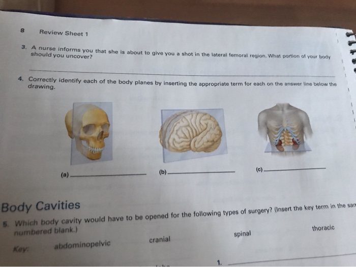 Solved LAENUISE REVIEW SHEET The Language of Anatomy Name
