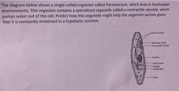 Solved The diagram below shows a single-celled organism | Chegg.com