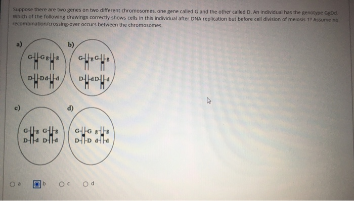 Solved Suppose There Are Two Genes On Two Different | Chegg.com