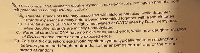 solved-how-do-most-dna-mismatch-repair-enzymes-in-eukaryotic-chegg