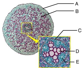 Solved Xylem Is Indicated By The Letter Chegg Com Solved Xylem Is Indicated By The Letter Chegg Com