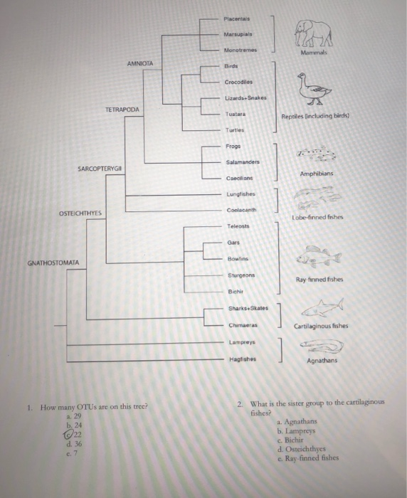 Solved Placentals Marsupials TA Monotremes Mamals AMNIOTA | Chegg.com