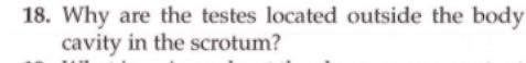 18. Why are the testes located outside the body cavity in the scrotum?
