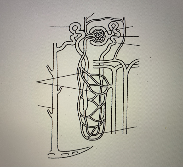 Describe the structure of nephron with the help of diagram  Sarthaks  eConnect  Largest Online Education Community