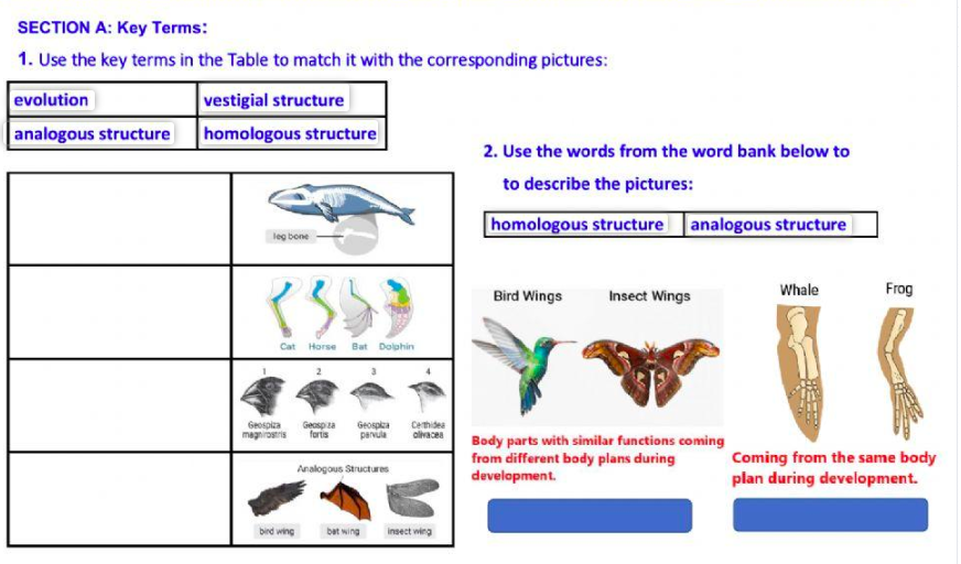 Solved SECTION A: Key Terms:1. ﻿Use the key terms in the | Chegg.com