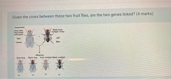 Solved Given the cross between these two fruit flies, are | Chegg.com