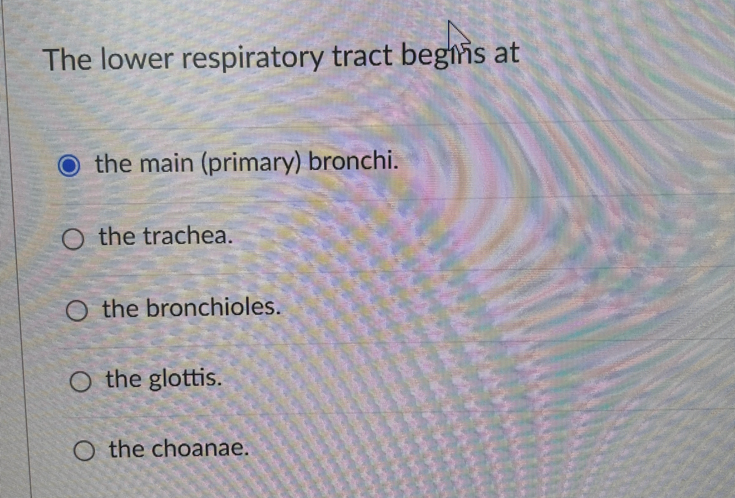 Solved The lower respiratory tract begins atthe main | Chegg.com