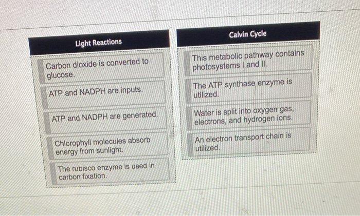 photosynthesis-light-dependent-independent-reactions-youtube