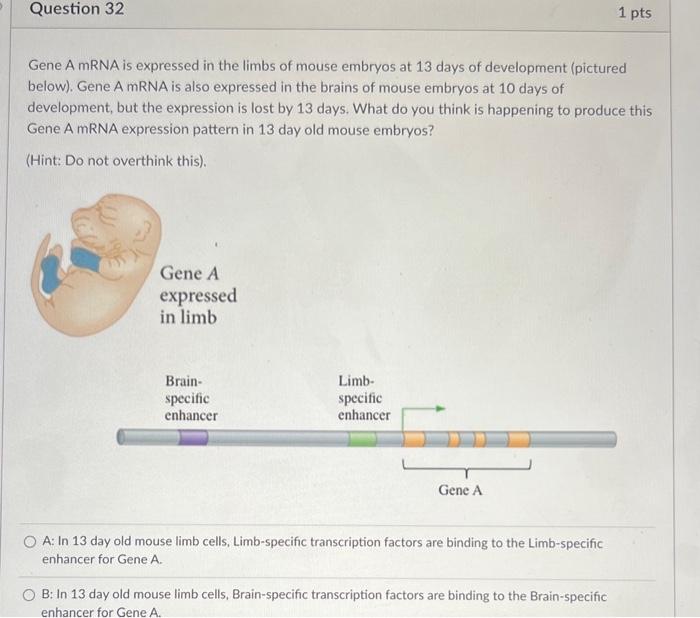Solved Gene A mRNA is expressed in the limbs of mouse | Chegg.com