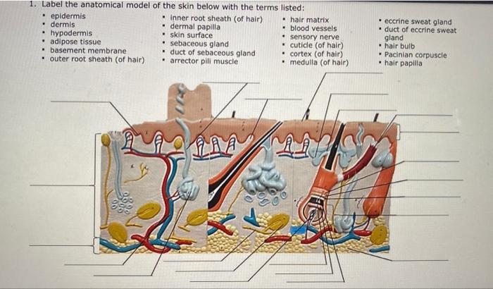 Solved 1. Label the anatomical model of the skin below with | Chegg.com