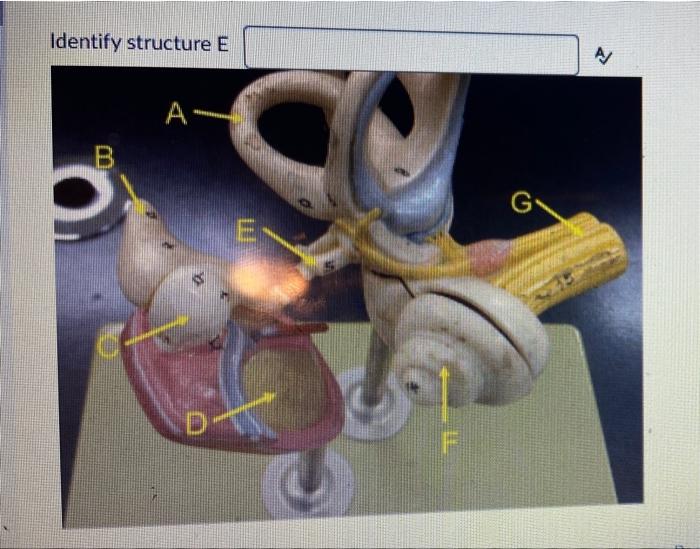 Solved Identify structure E A А A- B G | Chegg.com