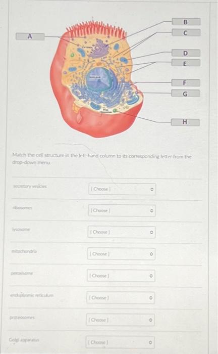 Matich the cell structure in the left thand column to its corresponding letter from the arop-dowm mernu
wequntiory vesicks
ma