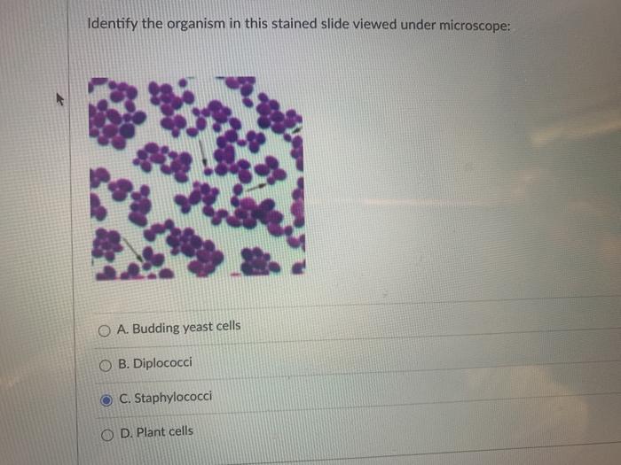 Identify the organism in this stained slide viewed | Chegg.com