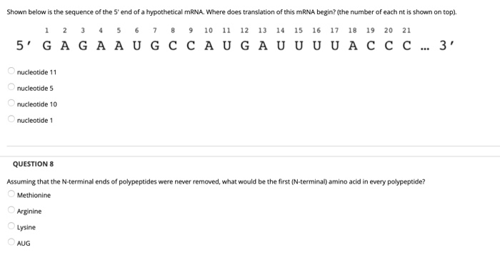 Solved Shown below is the sequence of the 5' end of a | Chegg.com