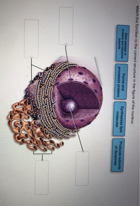 Solved Match the function to the correct structure in the | Chegg.com