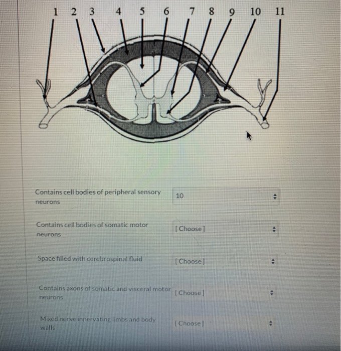 Solved 1 2 3 4 5 6 7 8 9 10 11 Contains cell bodies of | Chegg.com