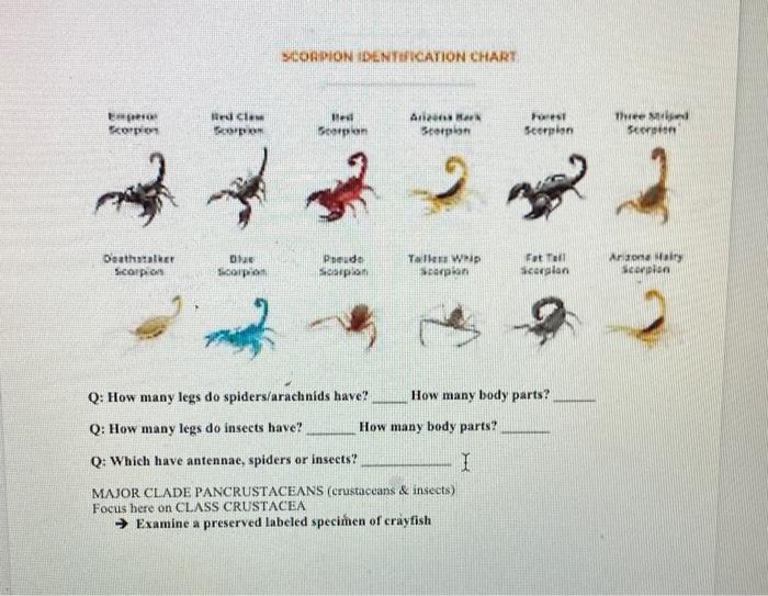 Spider Identification Chart