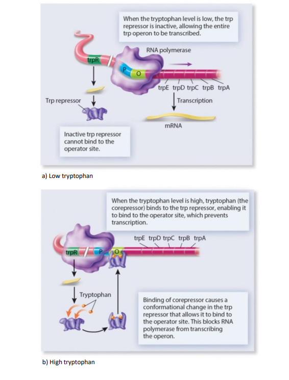 Trp Operon Example Solved The Trp Operon is responsible for the regulation of | Chegg.com