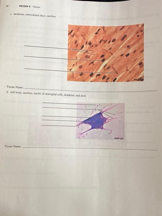 Solved EXERCISE REVIEW SECTION 5 Tissues Name Dune Lab | Chegg.com