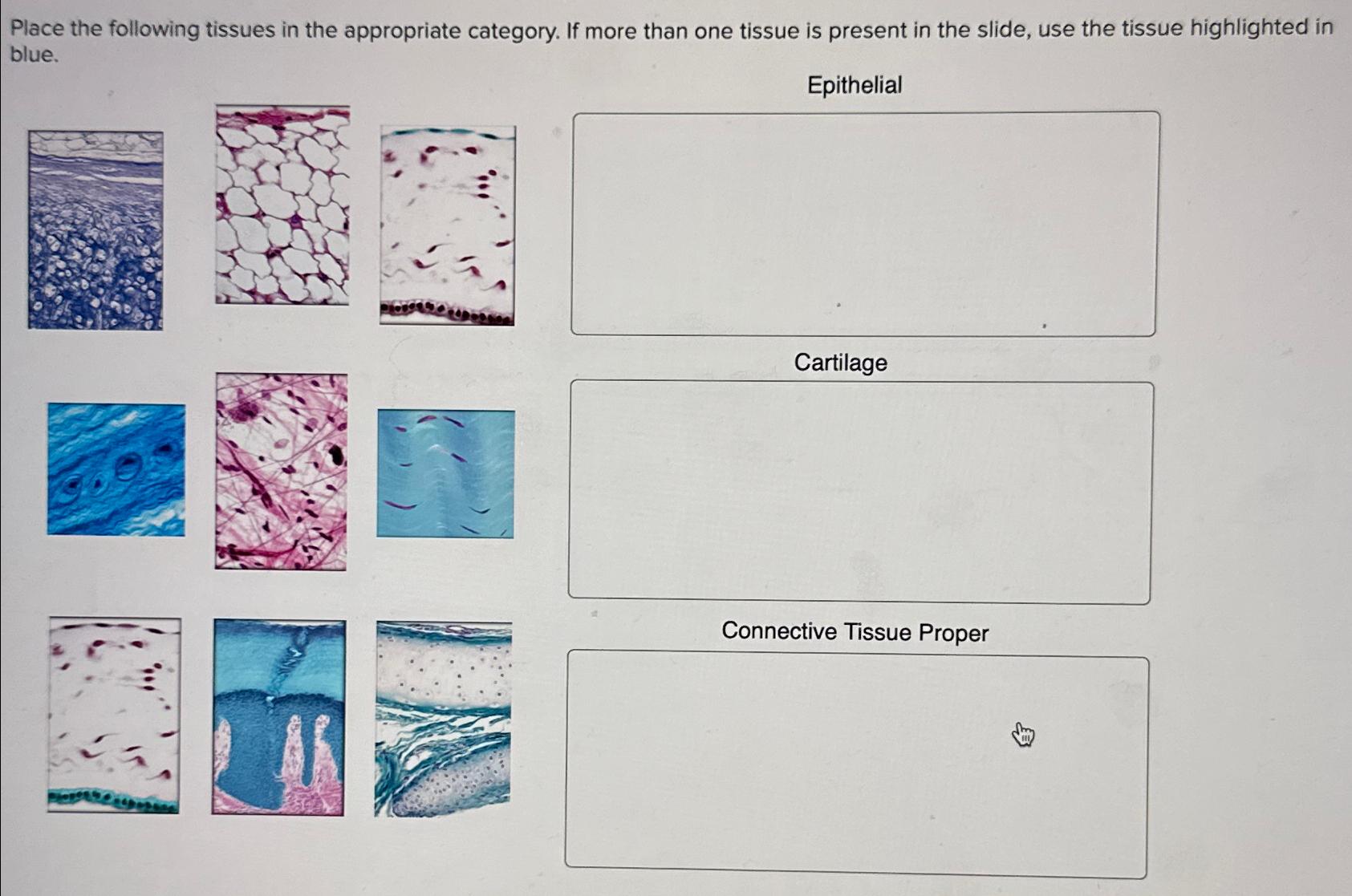 Solved Place The Following Tissues In The Appropriate | Chegg.com