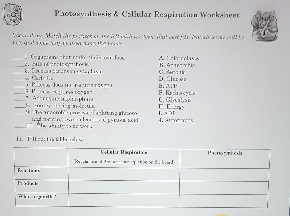 Solved Photosynthesis & Cellular Respiration Worksheet | Chegg.com