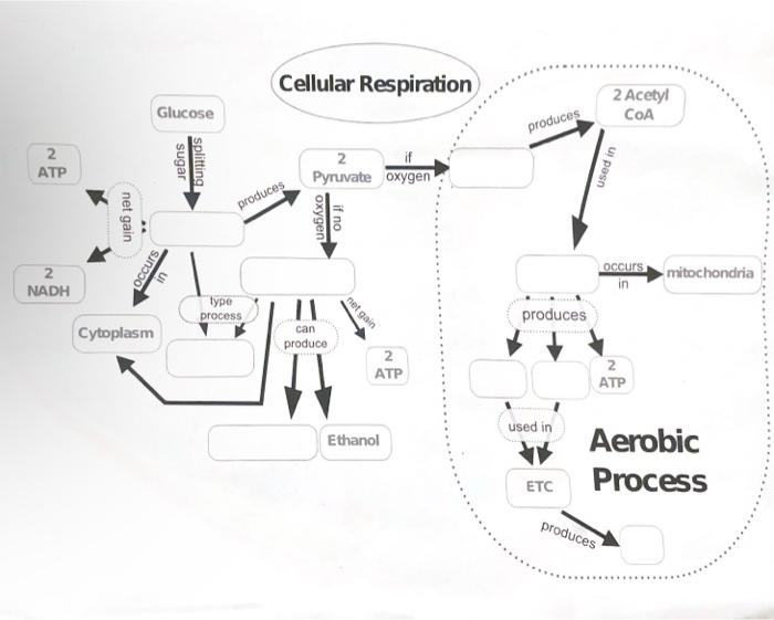 Solved Cellular Respiration | Chegg.com