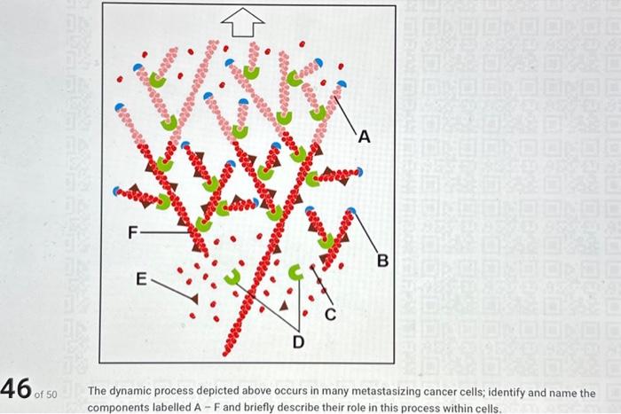 Solved he dynamic process depicted above occurs in many | Chegg.com