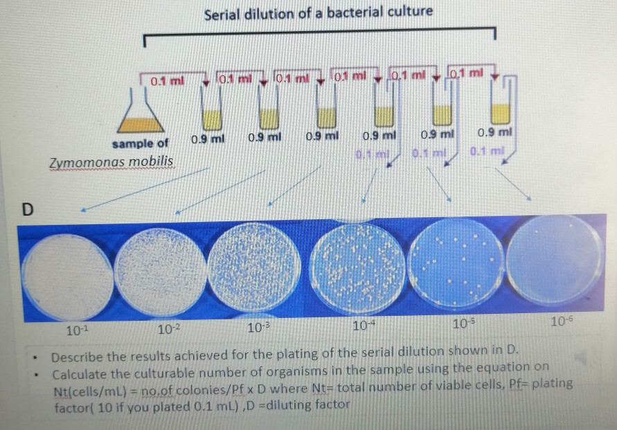 Solved Serial Dilution Of A Bacterial Culture 0.1 Ml 0.1 Mil | Chegg.com