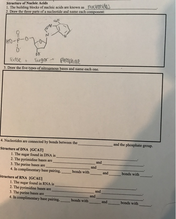 Solved 1. The building blocks of nucleic acids are known