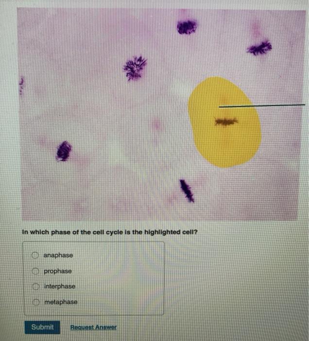 solved-in-which-phase-of-the-cell-cycle-is-the-highlighted-chegg