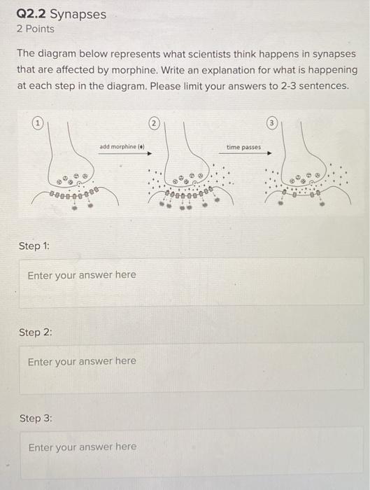 solved-q2-2-synapses-2-points-the-diagram-below-represents-chegg