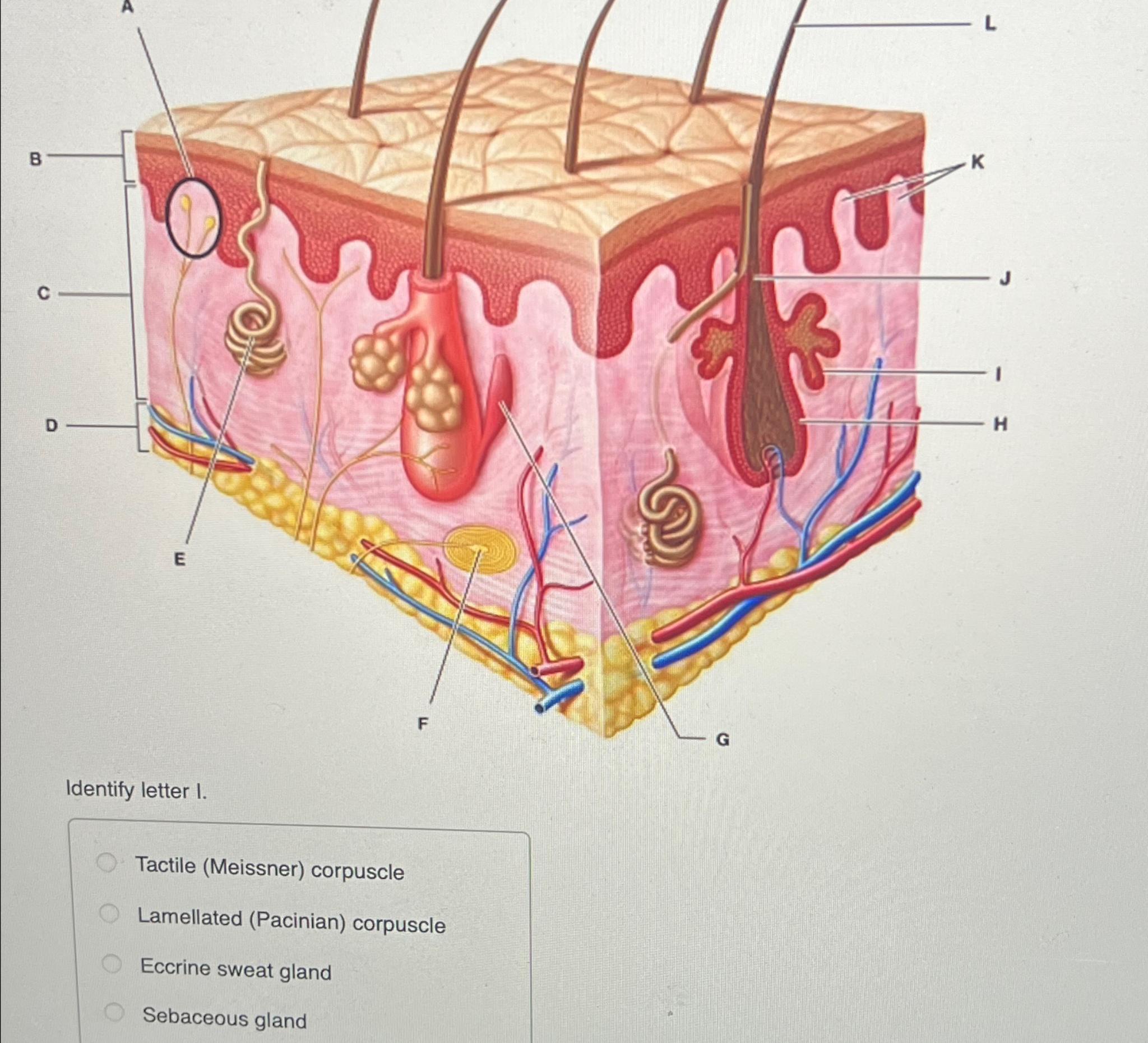 Solved Identify letter I.Tactile (Meissner) | Chegg.com