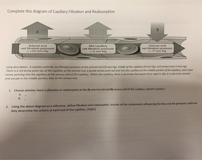 Solved Complete this diagram of Capillary Filtration and