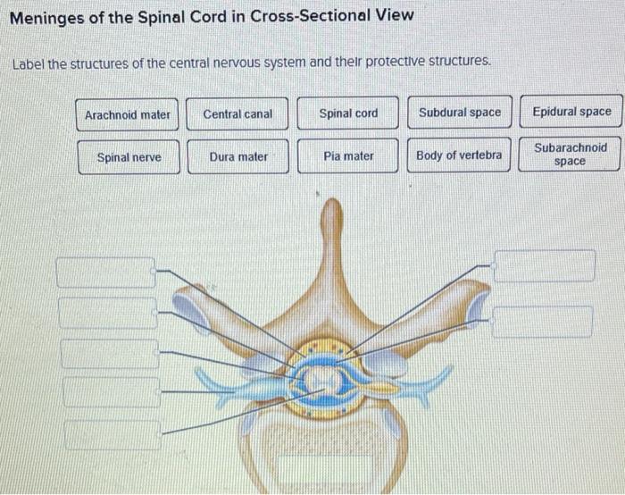 spinal cord labeled dura mater