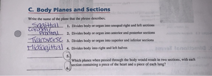 Solved C. Body Planes and Sections Write the name of the | Chegg.com