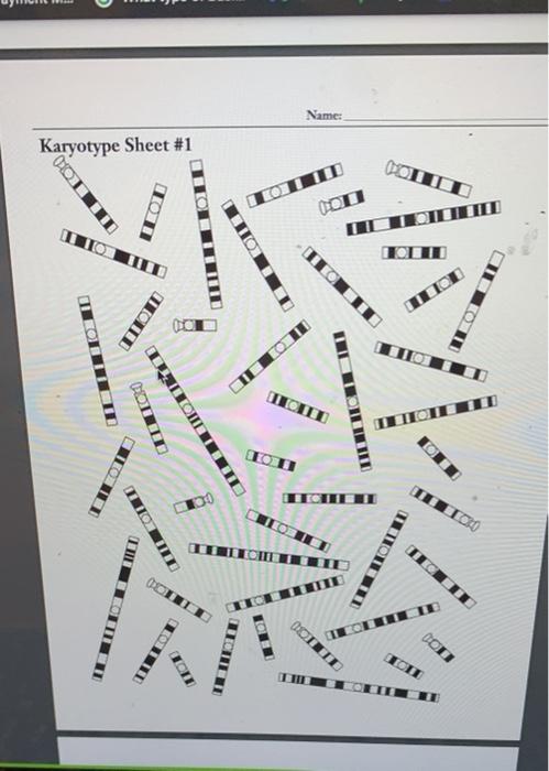 Denver System Worksheet Karyotype 2 Answers 50+ Pages Answer [800kb] - Updated 2021 